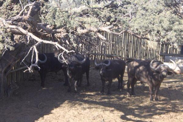 #bulls and cows for sale #0828019466