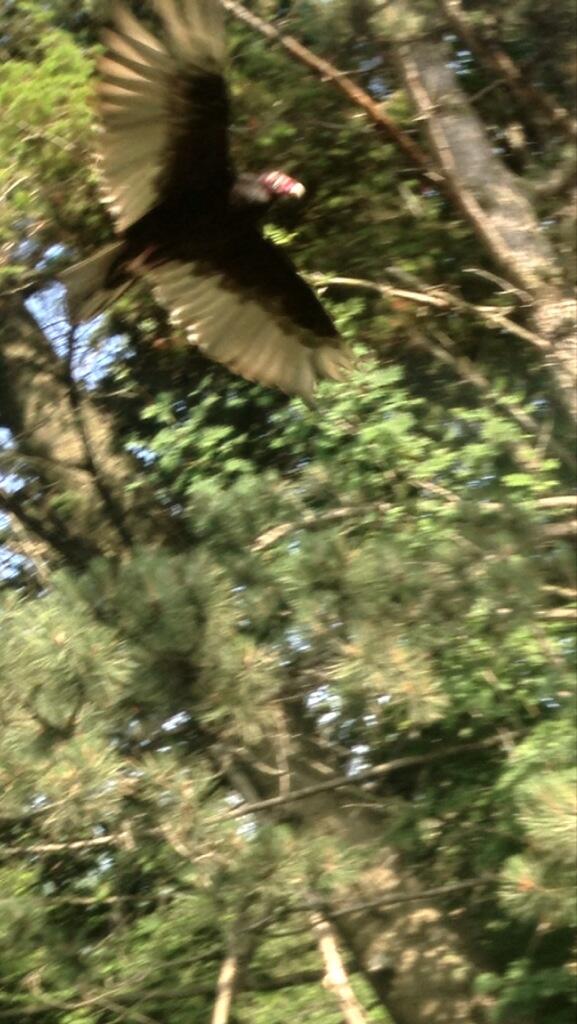 MadMango's tweet photo. When out of no where this crazy, prehistoric, scary, turkey looking thing swooped over my head ! http://t.co/3aQOSN6NrR