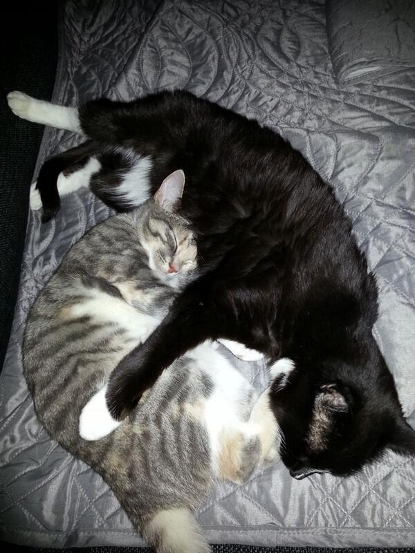 Embedded image permalink