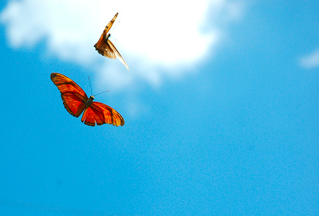 Kickstarter's tweet image. Reading Rainbow just crushed the record for most backers ever! kickstarter.com/projects/readi…