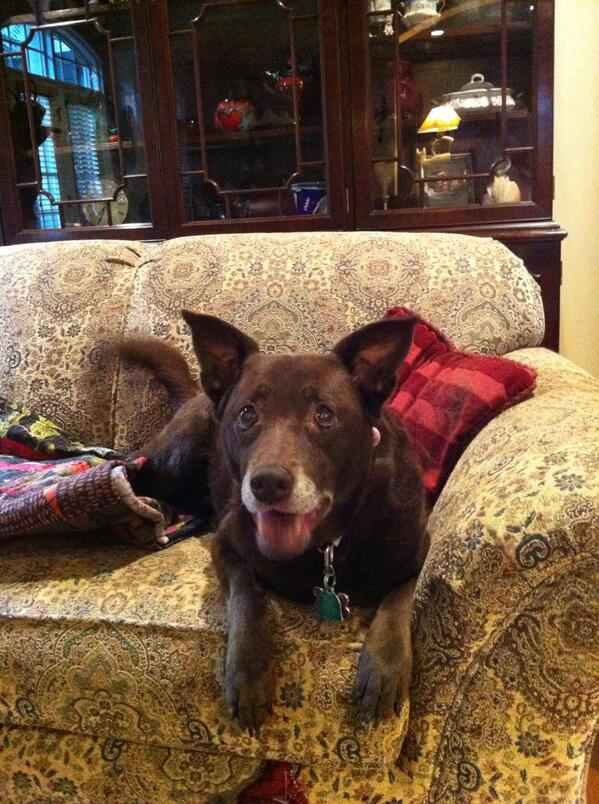 Libby says hi! #chsyou