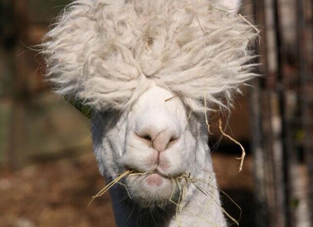 Alpacas 4 Lyf on Twitter: Alpacas 4 Lyf on Twitter: