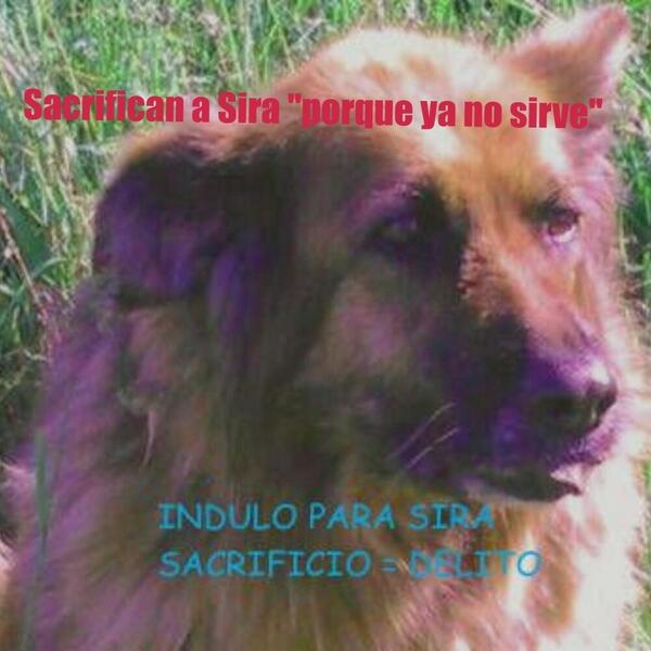 Defender_Animal's tweet image. Van a sacrificar a nuestra pobre sira porque ya no sirve... Demoslo partido a esto!!! RT #SiraAyuda