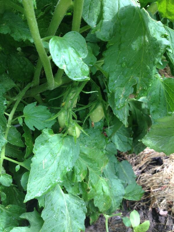 First signs of grape tomatoes at the school garden!!!  #nomorehail