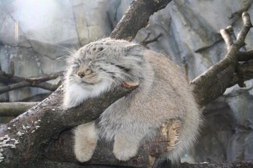 evilrobot75's tweet image. Been kind of obsessed with Pallas cats lately.  This dude is tree napping like a fiend