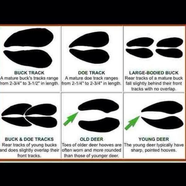 OutdoorObsessor's tweet photo. Track identification for preseason scouting http://t.co/VxRQpBSb3X