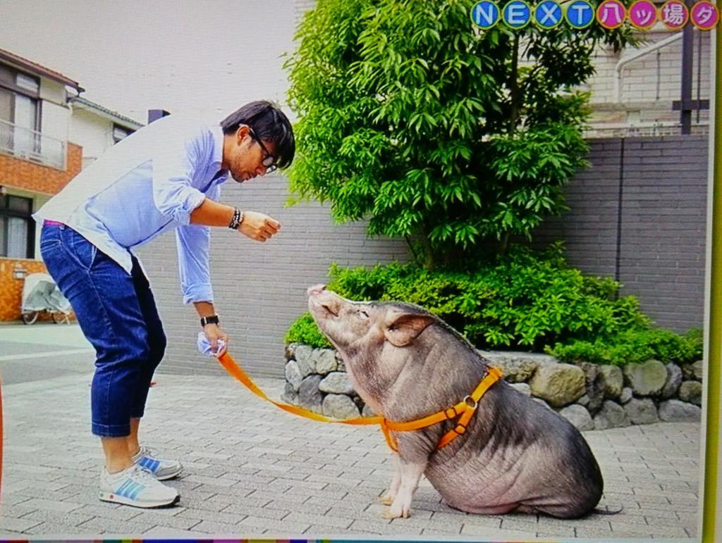 Twitter पर サリーちゃ ん 前園真聖さんが飼ってるミニ豚のセブン君 ミニだけど70キロあるってw 前園さんが真顔で紹介してるのが面白かった 笑 Http T Co Pugsrvvmof Twitter पर サリーちゃ ん 前園真聖さんが飼ってるミニ豚のセブン君 ミニだけど70キロあるってw 前園さんが真顔で紹介してるのが面白かった 笑 Http T Co Pugsrvvmof