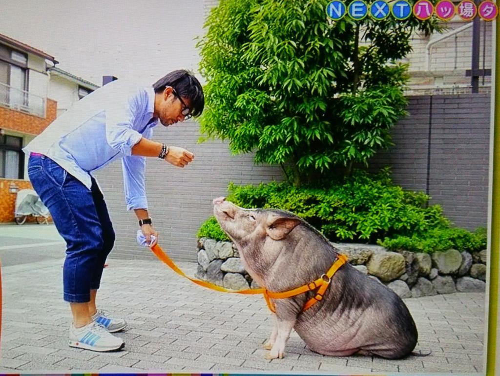 Twitter पर サリーちゃ ん 前園真聖さんが飼ってるミニ豚のセブン君 ミニだけど70キロあるってw 前園さんが真顔で紹介してるのが面白かった 笑 Http T Co Pugsrvvmof