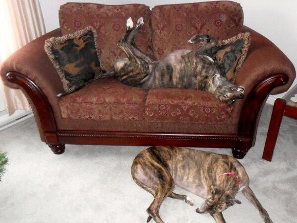 GrehoundGetups's tweet image. Tom on the couch and Katie on the floor. Our two greyhounds just hanging out. #GreyhoundLove