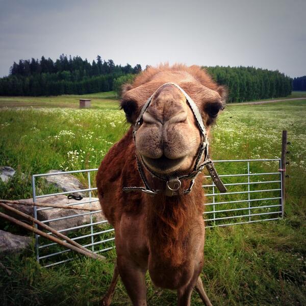 hedengrenhanna's tweet image. Dom va så söta #igår