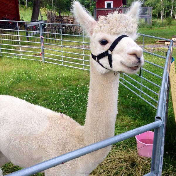 hedengrenhanna's tweet image. Dom va så söta #igår