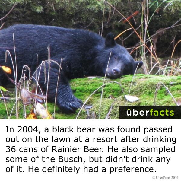 UberFacts's tweet photo. A black bear was found passed out after drinking 36 cans of its favorite beer. http://t.co/9tPAyKzAY8