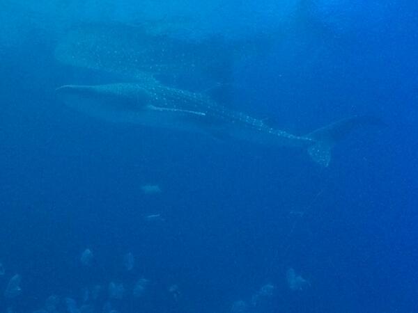 Thanks SCSD2 for the chance to expand my knowledge and remove a bucket list item. #ISTE2014 #scsd2 #georgiaaquarium