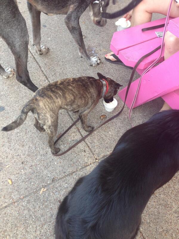 Curated Dallas tweet media