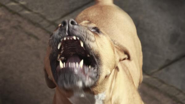 ClickHole's tweet photo. These Videos Will Really Make You Think About Pitbulls http://t.co/KtcnEJ7SRG http://t.co/Ho0Gctqy95