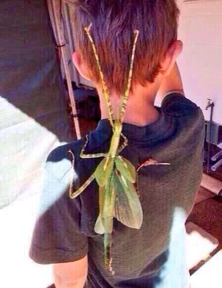 If this bug landed on me my soul would leave my body