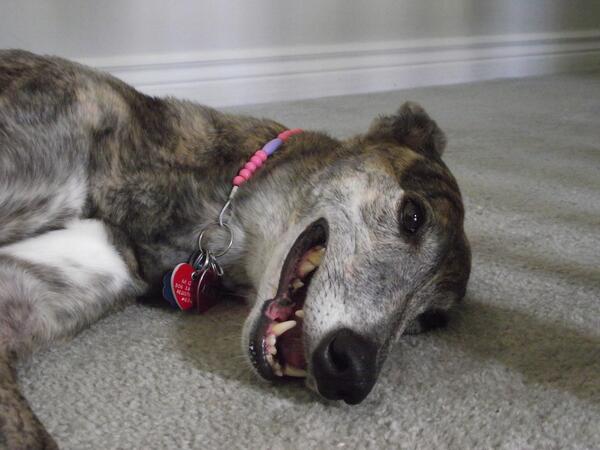 GrehoundGetups's tweet image. Katie wearing one of our hand made collars! #Greyhound #love