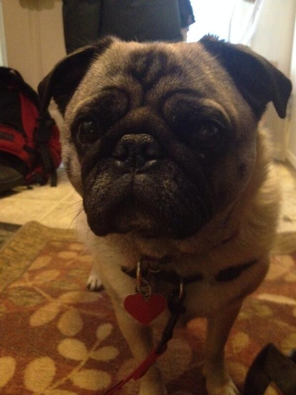 NorthernPug's tweet photo. #HappyCanadaDay!!! 

And there's no snow! #bonus #WinterIsComing http://t.co/tPTYrRMzWo