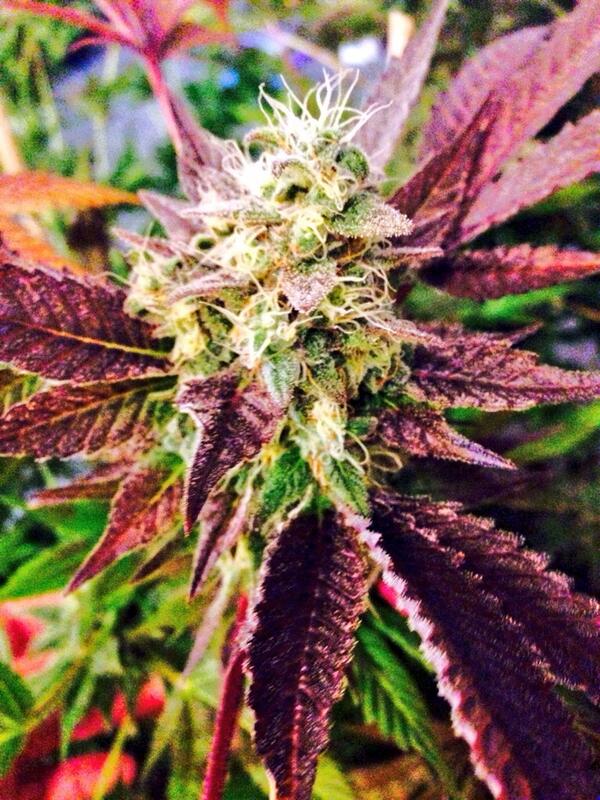 FireflyDelivery's tweet image. #weedmaps