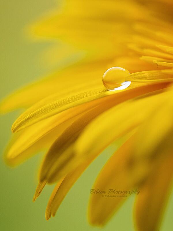 quichy60's tweet photo. "@Viken_shrestha: Drops in yellow III by Bibienka #Photography #Nature http://t.co/pCI0qjk1ue"good morning beautiful think's of God