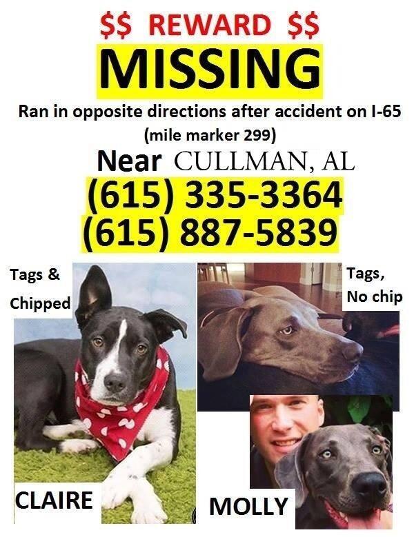 hankins219's tweet photo. @rickandbubba PLEASE SHARE. These dogs were in a vehicle that wrecked Sunday on I-65N MM 299.  1 owner in ICU. http://t.co/wxYTuhNNNN