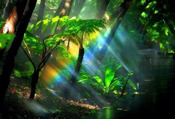 Rainbow @ Amazon Rainforest, Brazil #inspiration #hope