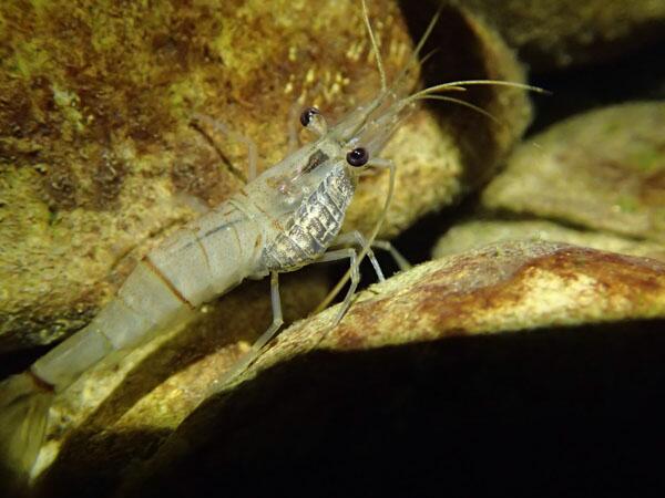 Okfish中村 そしてトリはもちろんこのコンビ スジエビ降海型 ダイオウグソクムシの仲間のエビノコバン エビノコバンが春よりかなり成長していて驚きました しかもエビの 頭胸部にめりこんでる 痛くないんかなコレ Http T Co 6uxihfxdwi Okfish中村 そしてトリはもちろんこのコンビ スジエビ降海型 ダイオウグソクムシの仲間のエビノコバン エビノコバンが春よりかなり成長していて驚きました しかもエビの 頭胸部にめりこんでる 痛くないんかなコレ Http T Co 6uxihfxdwi