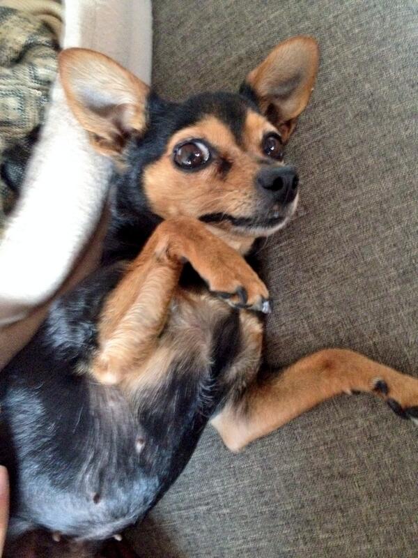 nmm003's tweet photo. My little puppy :) #chihuahua http://t.co/pyDtWf7riV