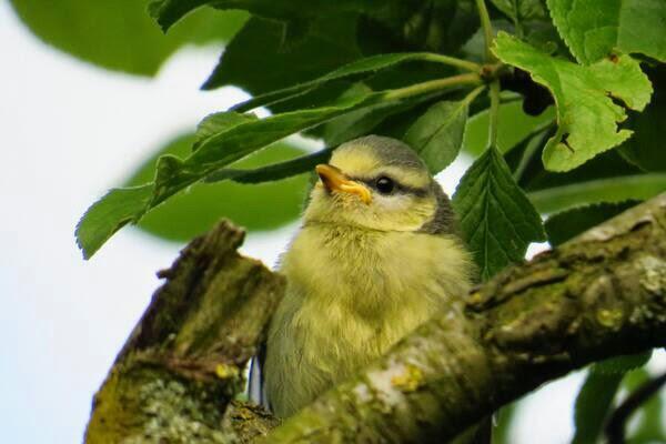 JhHeijting's tweet photo. Goede Morgen Fijne Dag  :-) http://t.co/9TZN4lcXvM