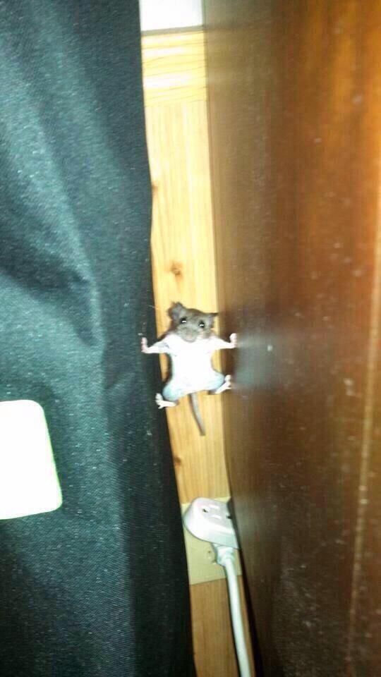 GirlsNoteBook's tweet photo. If I see a mouse put forth this kind of effort, he deserves to live in my house… http://t.co/bvBeFY3vRZ