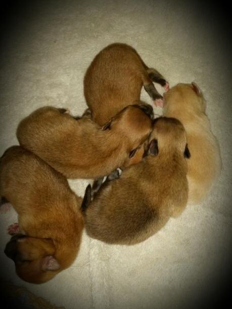 The pups are all sleeping peacefully (for now) http://t.co/UeCttJdsIe<a href="/tag/gangsta"class="tags"><span>#gangsta</span></a>