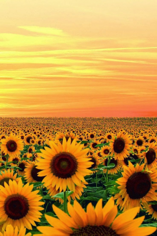 Today is a new beginning, another opportunity to bloom. Make the most of it!
