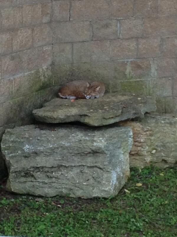 Animal_Journal's tweet photo. Good day for a cat nap. And naps are healthy! http://t.co/BRbFzg0R3s
