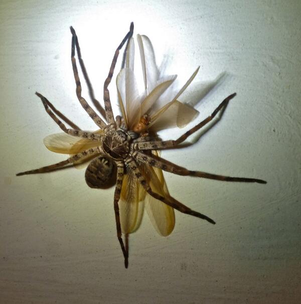 KaptanHindustan's tweet photo. Giant Huntsman Spider - The World's Largest Spider. http://t.co/fccClPKD8C