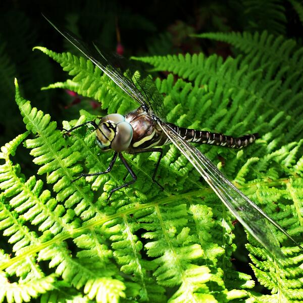 PoLRweb's tweet photo. A Tuesday visitor to #polrtowers http://t.co/At6oyBEZif