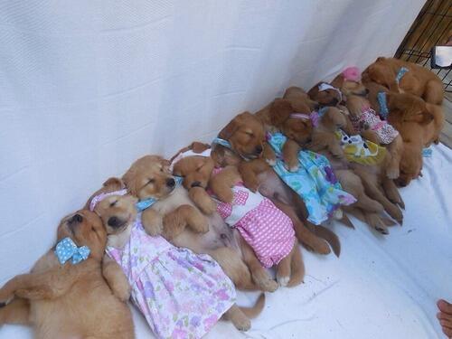 OMGCutePosts's tweet photo. GUYS OMG http://t.co/VOPHv7yps6