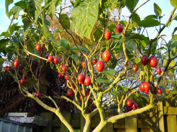DagensFrukt tweet picture