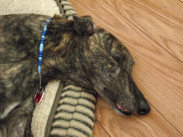 GrehoundGetups's tweet image. Tom doing what Tom does best. Perfect activity for a hot day! #SleepingGreyhound