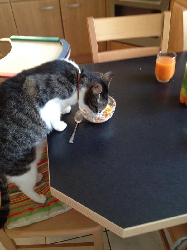 Da will man einmal Cornflakes essen...
