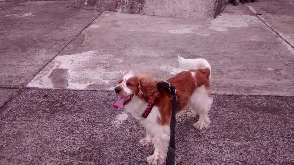 Myfanwy Cowdy tweet media