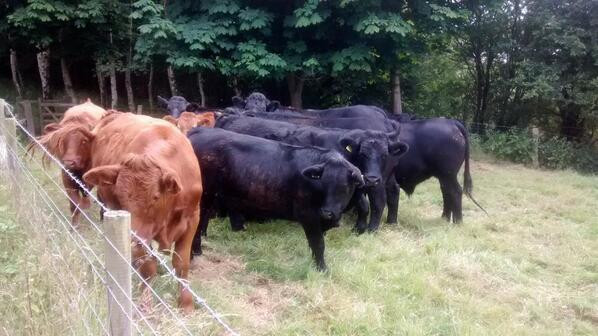 Myfanwy Cowdy tweet media