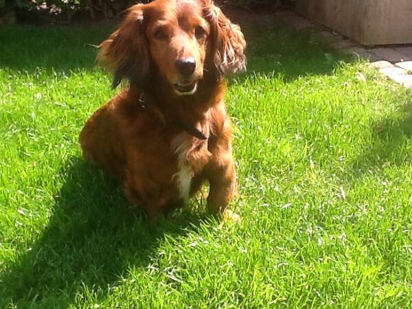 @MessiBorst dit is Toby onze hondje