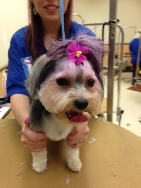#petexpressions #inspiredbypets #eastpetm