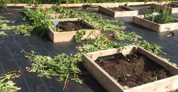LeonardCheshire's tweet photo. Awful news! Vandals destroyed a year's worth of harvest grown by disabled people. Help fix it: http://t.co/viABZpthnz http://t.co/cVxJjj6gM6