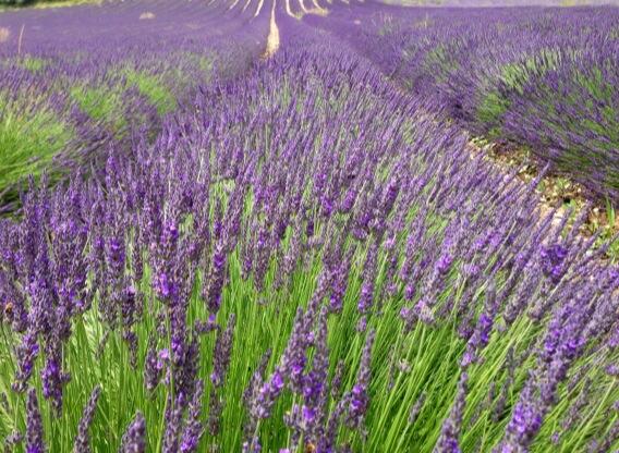 Permalien de l'image intégrée