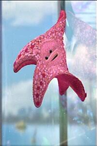 A डपki ニモに出てくるヒトデって澤穂希に似てるよな Http T Co Tj8vlhpoeq