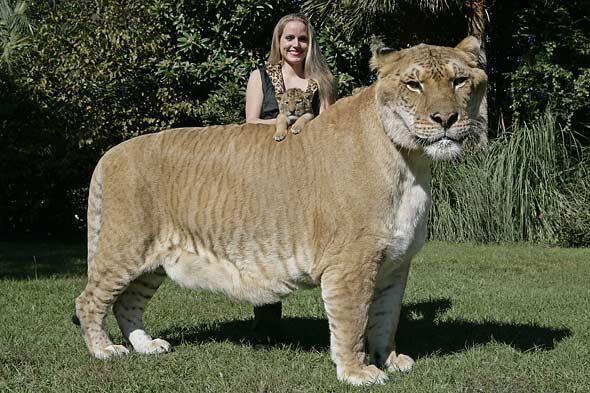 OraYReflexiona's tweet photo. Se llama Hércules y es el felino vivo más grande
(es un ligre: cruce entre un león y una tigresa) http://t.co/6hwn6XloxM