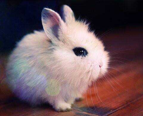 PrettyCollor's tweet image. I want this bunny! im going to beg caliborn for this bunny