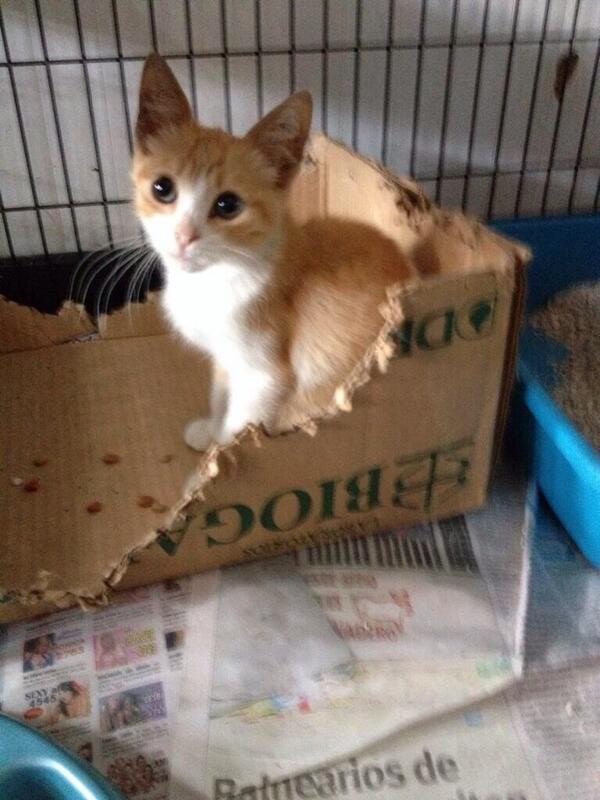 Adopta a Juanito!!! lindo bebe lo rescatamos triste,abandonado,es un amor,se entrega sano,ADOPTA!!!