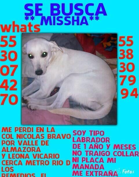 Mascotas Perdidas DF tweet media